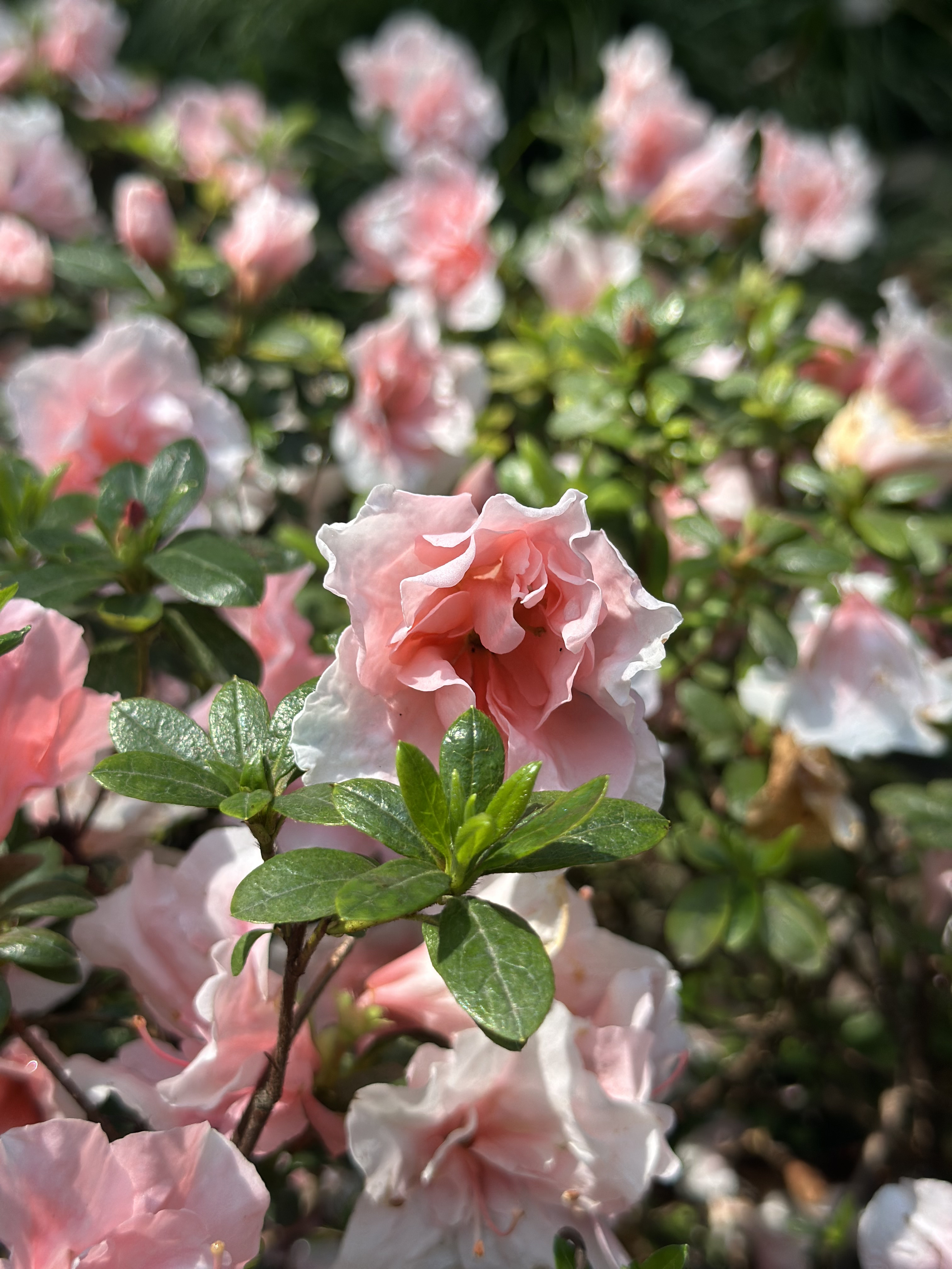 Pink flowers blooming on campus