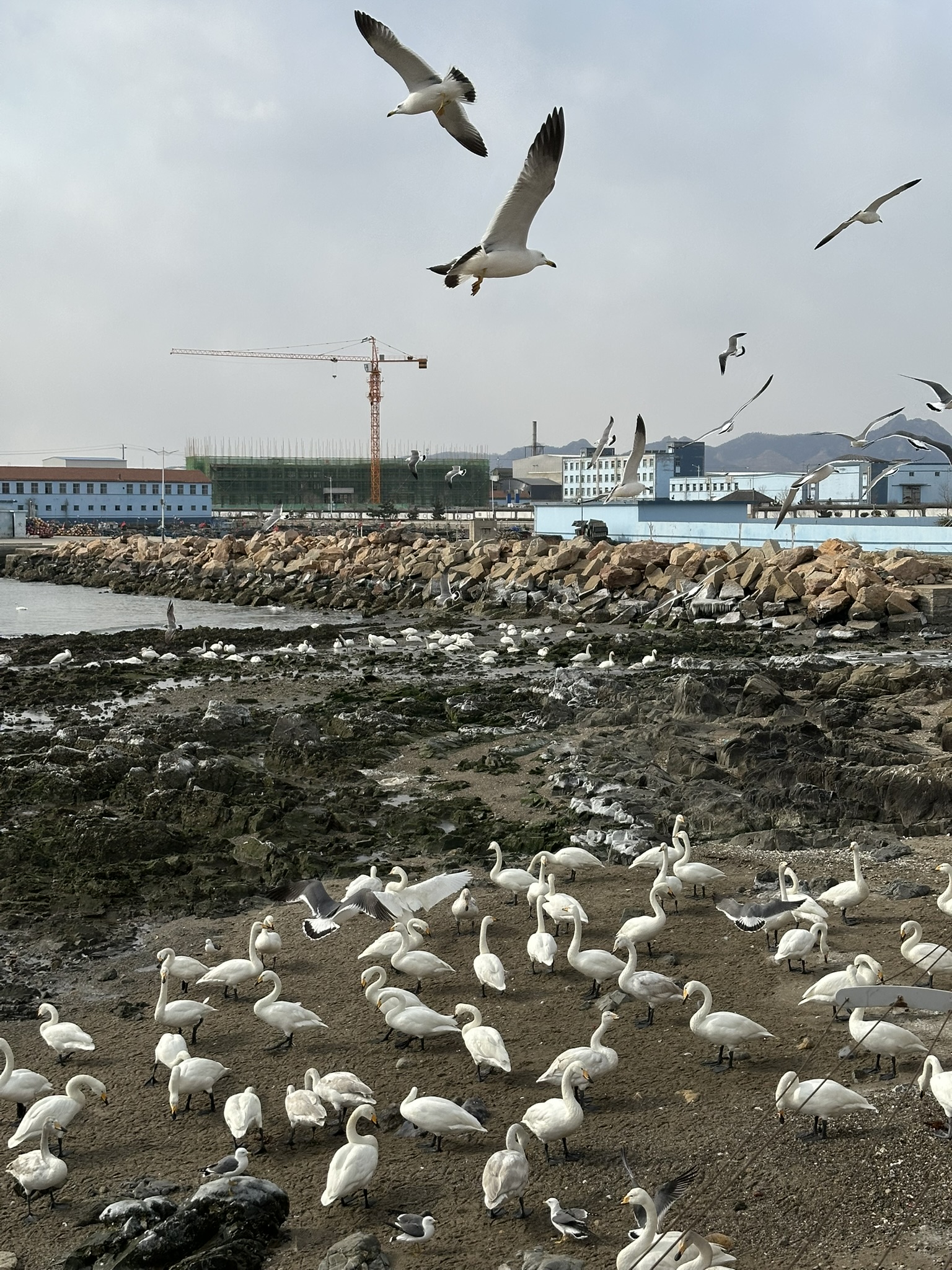 IMG_7114_Weihai